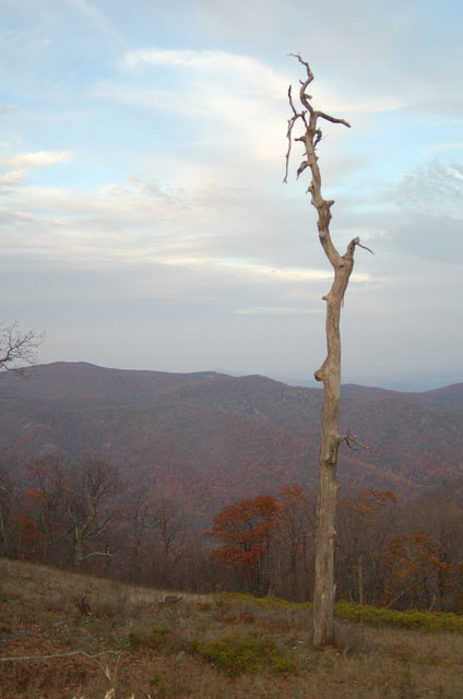 tree stands out among the hills