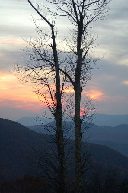 trees at sunset