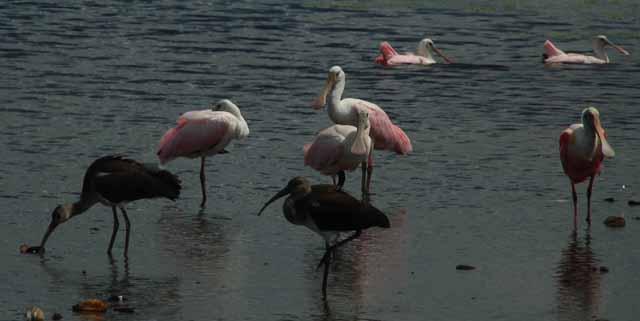 roseate spoonbills