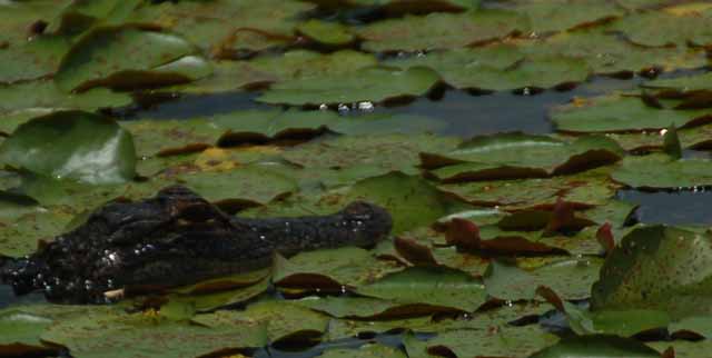 alligator closeup