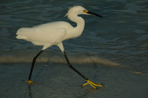snowy egret