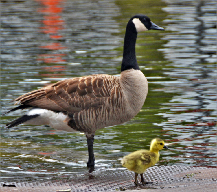 duckling