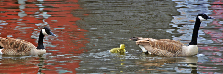 duckling