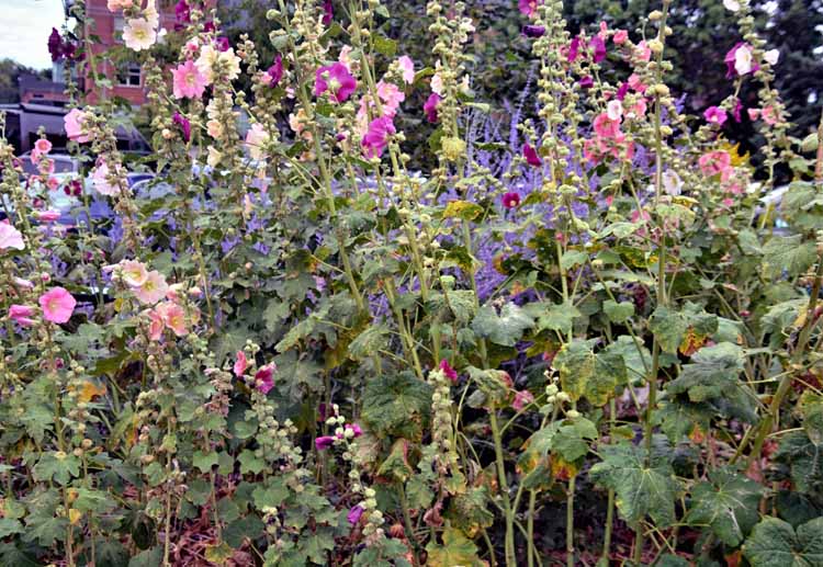 flowers