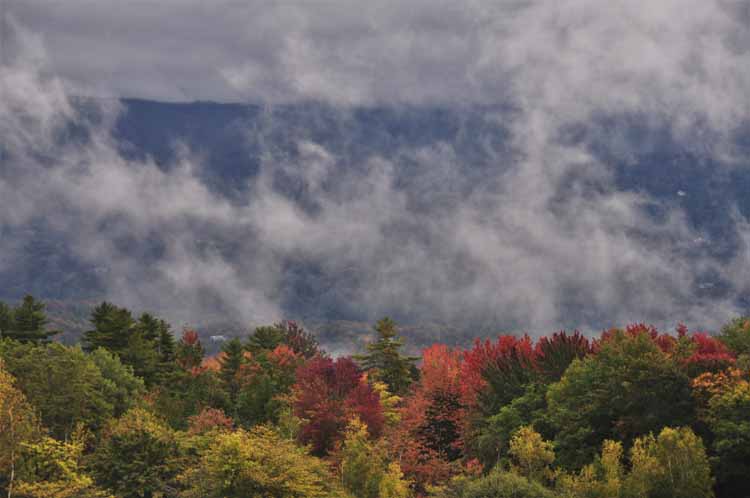 fall foliage