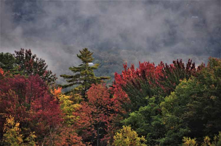 fall foliage