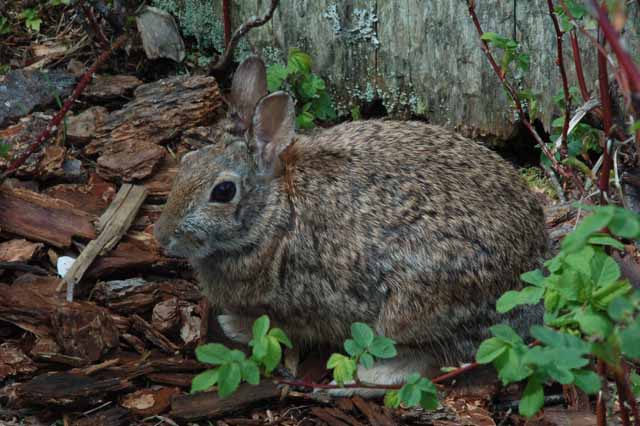 a rabbit at Rosario Beach