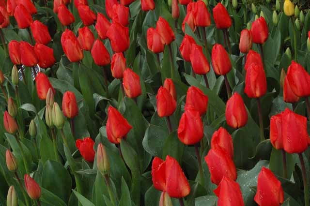 tulips