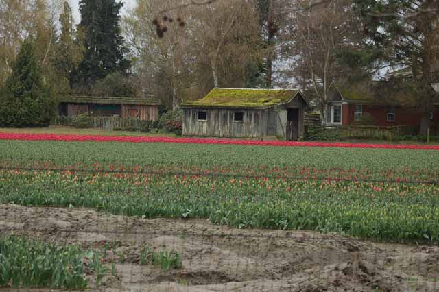 tulips