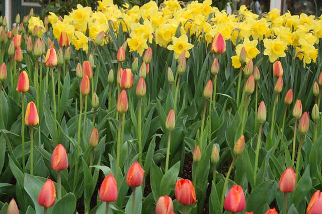 tulips