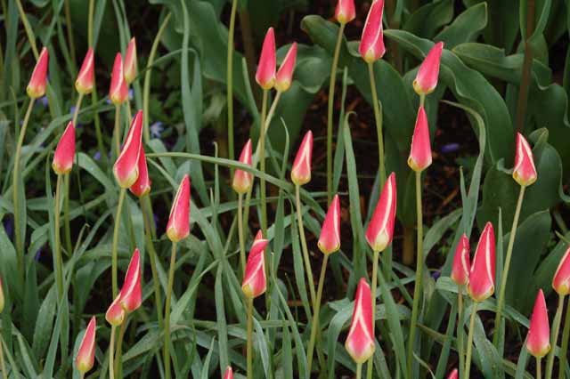 tulips