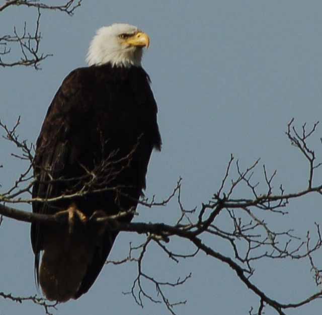 American bald eagle