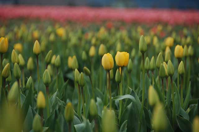 tulips