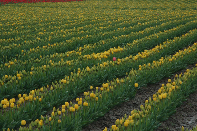 tulips