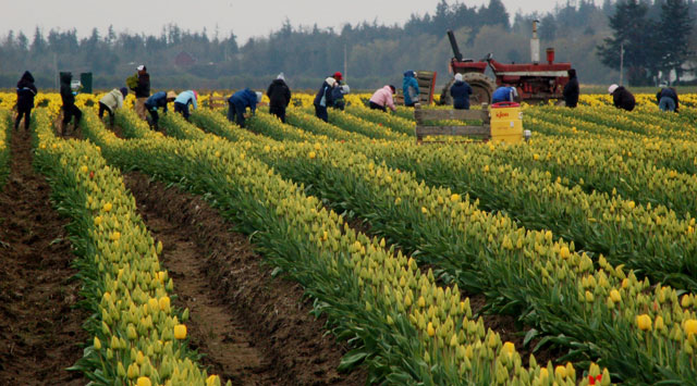 tulip workers