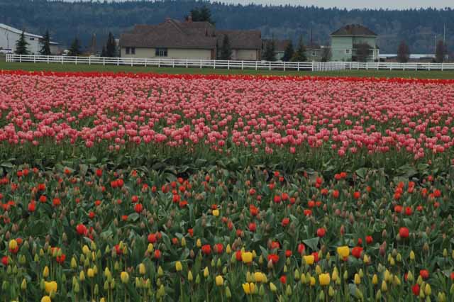 tulips