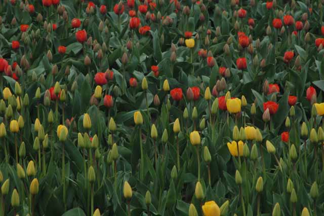 tulips
