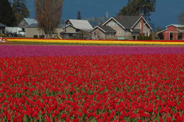 tulips