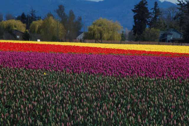 tulips