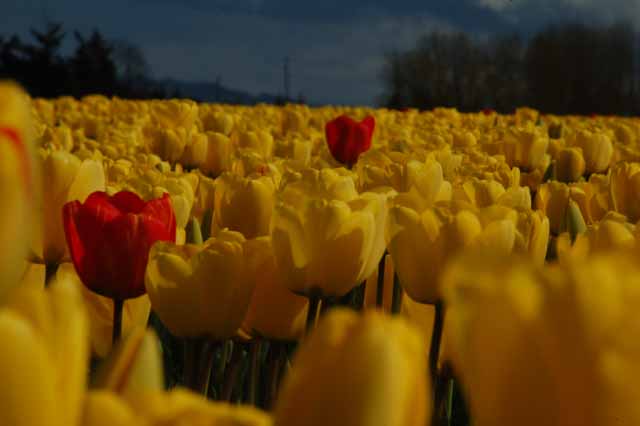 tulips