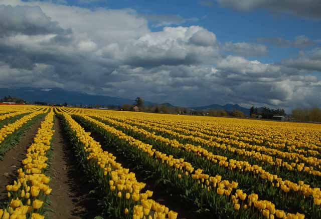 tulips