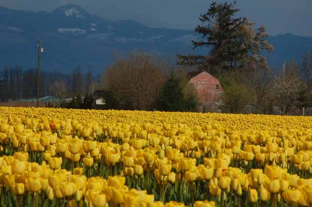 tulips