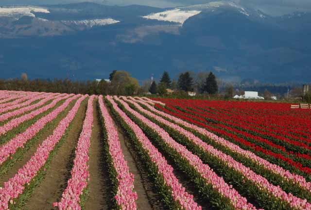 tulips