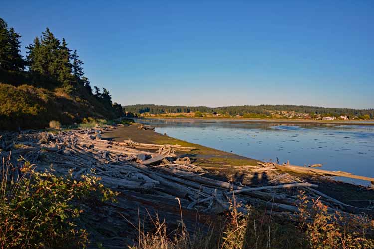 driftwood beach
