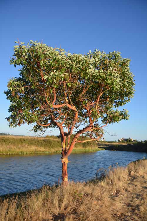 tree by water