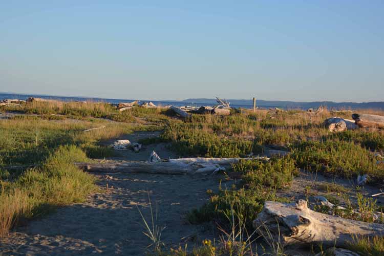 driftwood beach