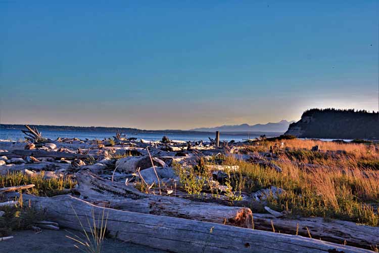 driftwood beach