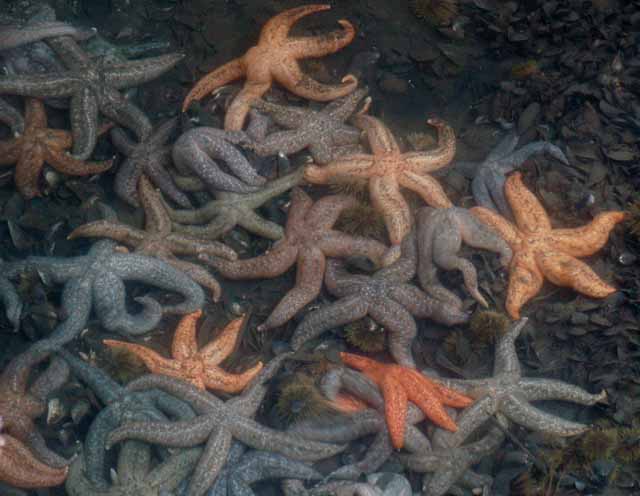 starfish