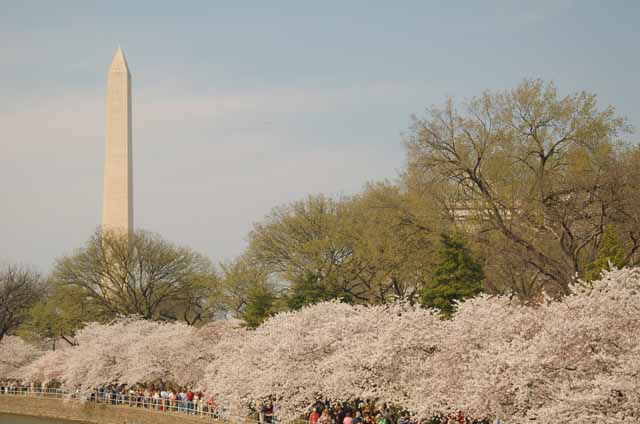 cherry blossoms around the tidal basin