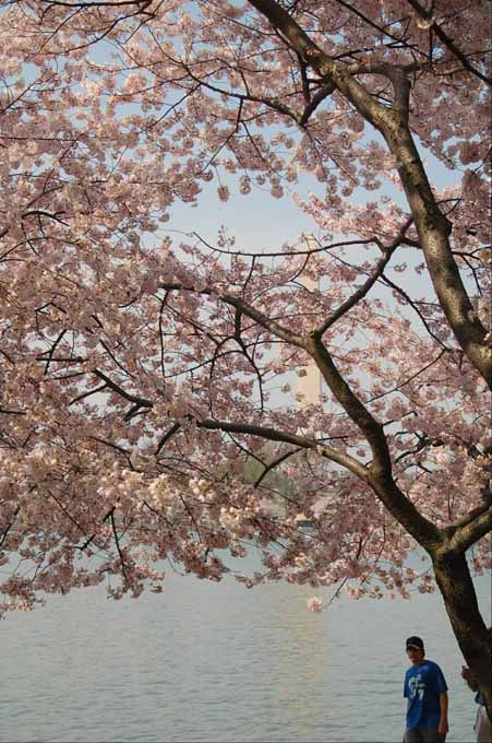 cherry blossoms around the tidal basin