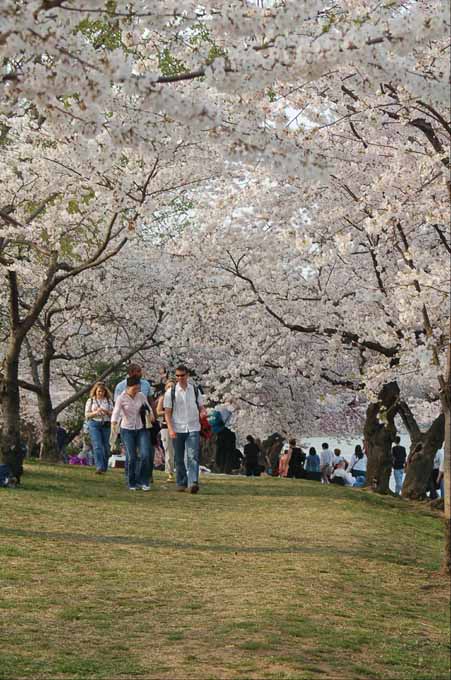 cherry blossoms around the tidal basin