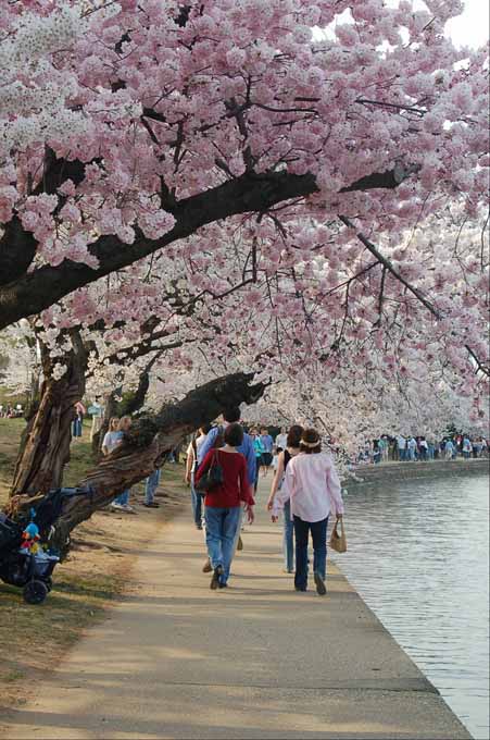 cherry blossoms around the tidal basin