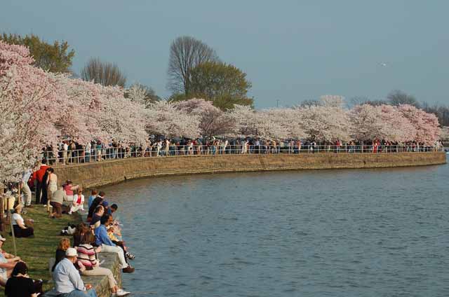 cherry blossoms around the tidal basin