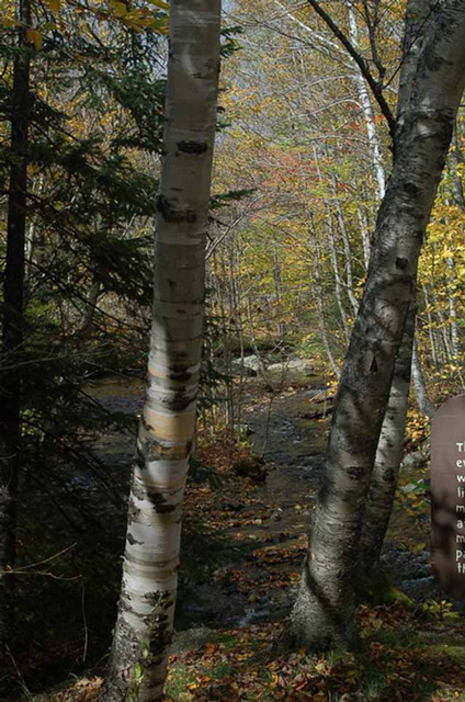 aspen trees