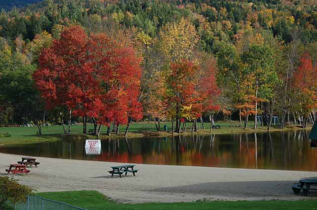 red tree in park